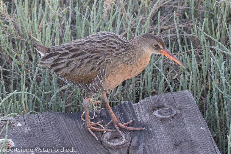 palo alto baylands